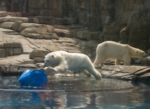 Polar Bear Diving in after Enrichment Toy