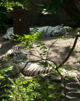 White tigers resting